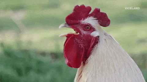 giphy1.gif